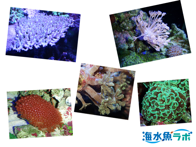 初心者に難しい好日性サンゴ５種とその理由 | 海水魚ラボ