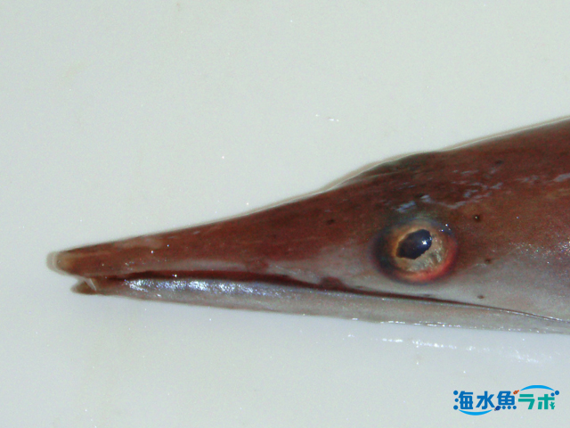 ウミヘビ科魚類を飼育する 爬虫類のウミヘビとの違いも徹底解説 海水魚ラボ