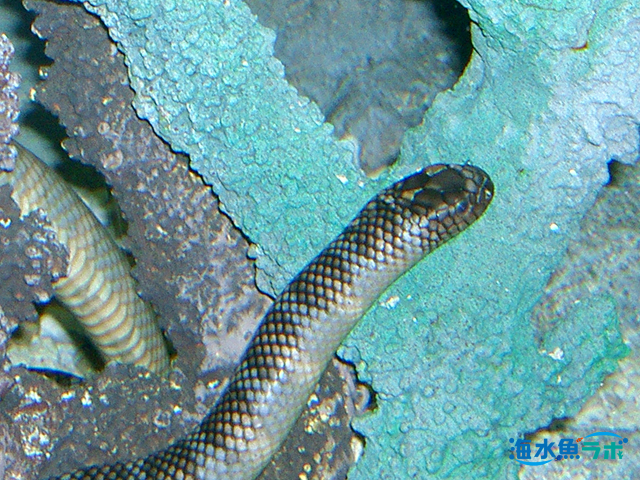 ウミヘビ科魚類を飼育する 爬虫類のウミヘビとの違いも徹底解説 海水魚ラボ