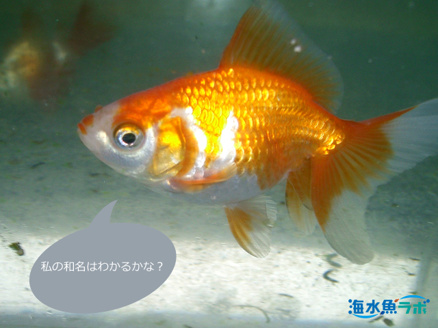 種 がつく魚類の分類単位 亜種 品種 交雑種 海水魚ラボ
