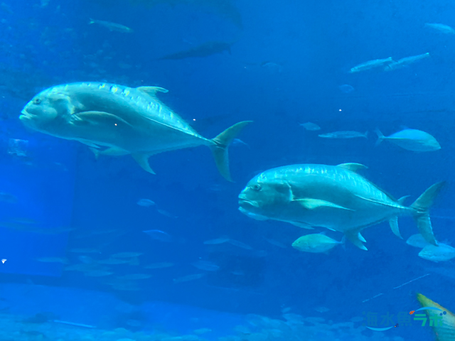 アジの仲間が海水魚水槽で飼育しにくい理由 海水魚ラボ
