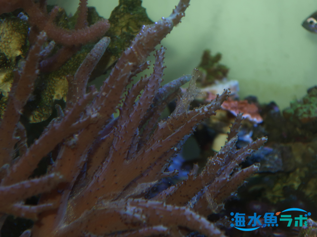 990円 Seasonal Wrap入荷 マメスナギンチャク B-0889 海水魚 サンゴ 生体