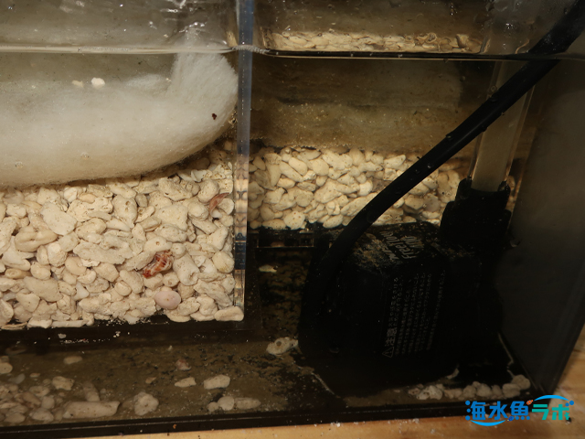 オーバーフロー水槽の循環ポンプ 絶対に値段だけでは選ばないこと 海水魚ラボ