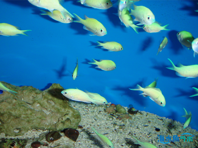 群れ 複数の混泳におすすめの海水魚と注意点 海水魚ラボ