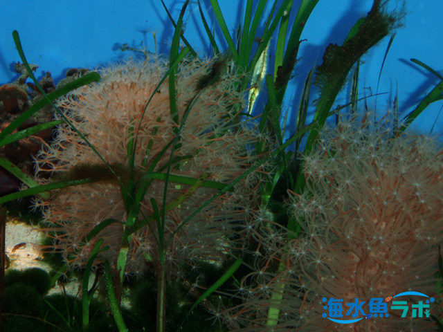 海藻と海草の違い～アクアリウムでお馴染みのクビレズタやサボテングサ 