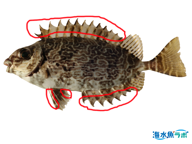 アイゴ科の基本的な飼育方法 カラフルなものもいるが毒棘にご注意を 海水魚ラボ