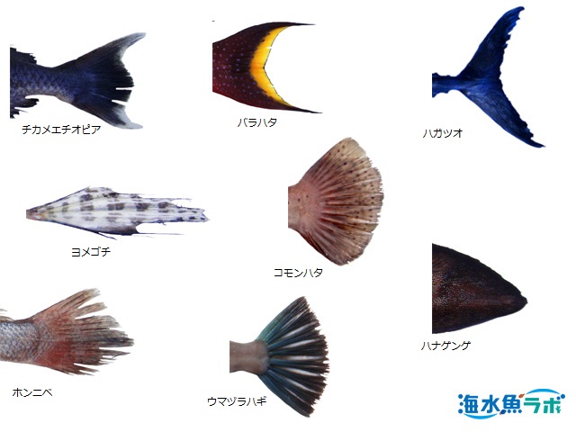 魚の鰭の名称と位置について 海水魚ラボ
