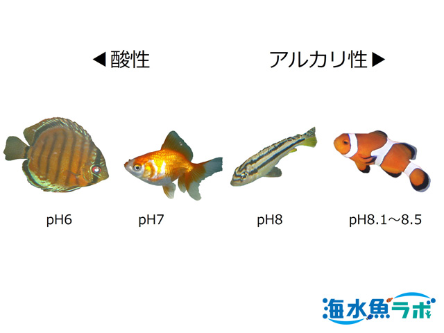 海水魚飼育でのph維持 添加 測定方法のまとめ 海水魚ラボ