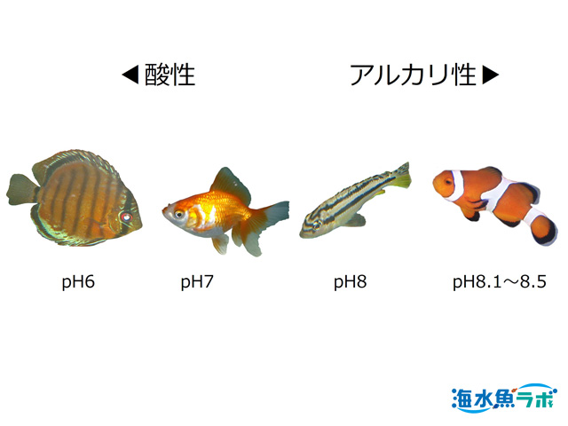 海水魚飼育でのph維持 添加 測定方法のまとめ 海水魚ラボ