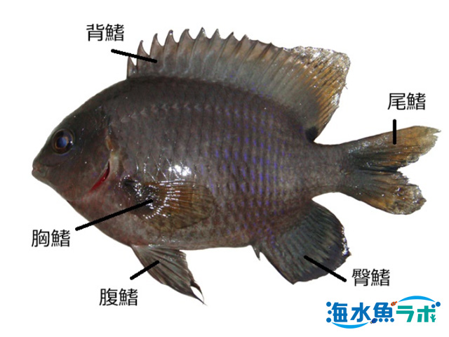 海水魚図鑑 | 海水魚ラボ