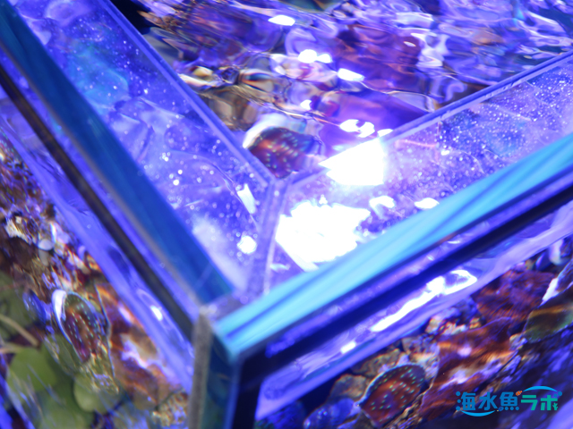 アクアリウム オールガラス水槽に フランジ が必要な理由 海水魚ラボ