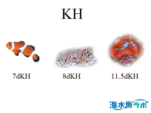 KH (炭酸塩硬度)とは？海水魚・サンゴ飼育に重要な数値について | 海水魚ラボ