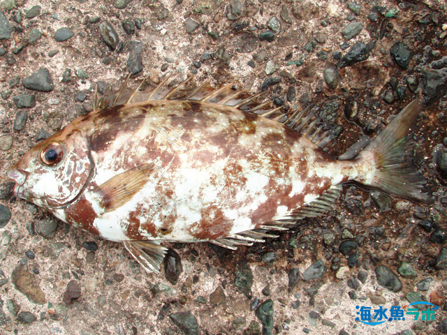 アイゴの飼育方法 痩せと毒棘に注意 餌や飼育環境まとめ 海水魚ラボ