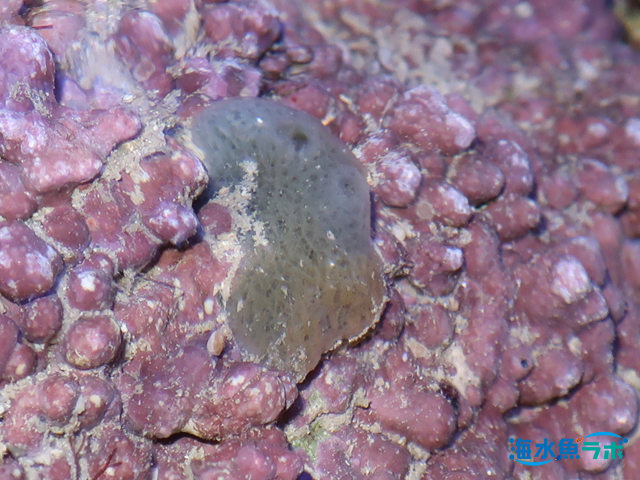 カイメン ライブロックやサンゴ岩に付着した塊の正体と対処方法 海水魚ラボ
