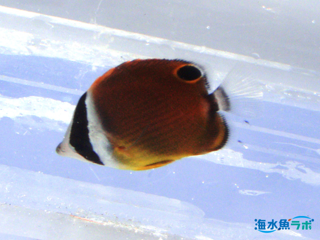 関東で採集できるチョウチョウウオ 種類と飼育の際の心構え 海水魚ラボ