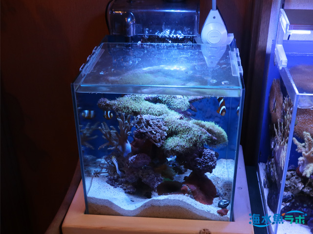 小型水槽でサンゴを飼育する注意点 水槽 機材の選び方 難易度 海水魚ラボ
