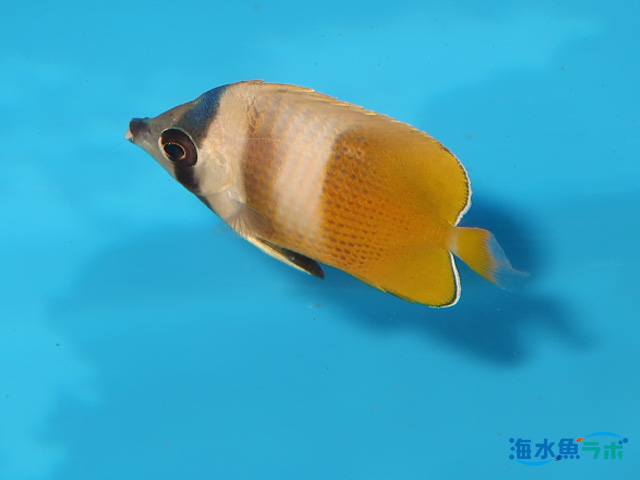 関東で採集できるチョウチョウウオ 種類と飼育の際の心構え 海水魚ラボ