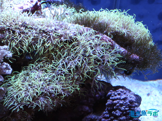 最大53％オフ！ マリンアクアリウム サンゴ サンゴ礁 フラグラック 蛍光 水槽 グリーン 海水