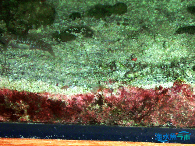 赤ゴケ「シアノバクテリア」の対策と駆除方法  海水魚ラボ