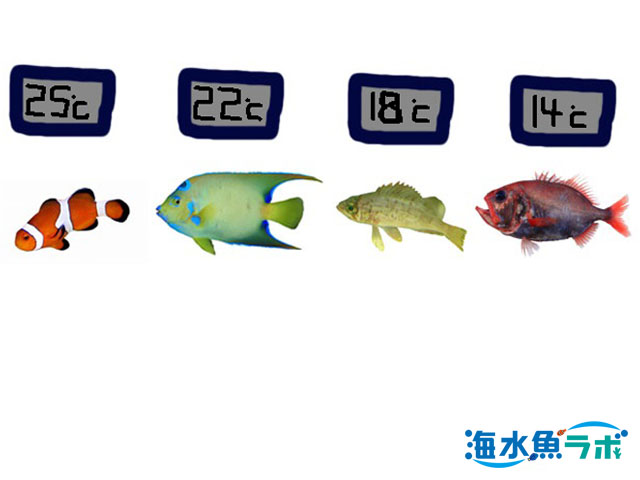 海水魚 淡水魚 熱帯魚 それぞれの違い 海水魚ラボ