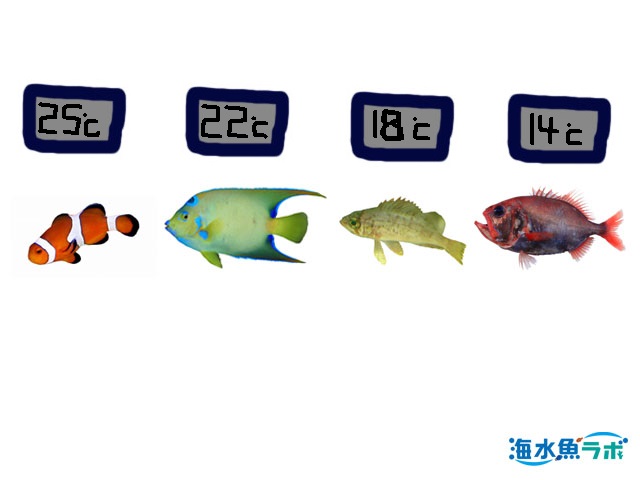 海水魚飼育に最適な水温について考える 海水魚ラボ