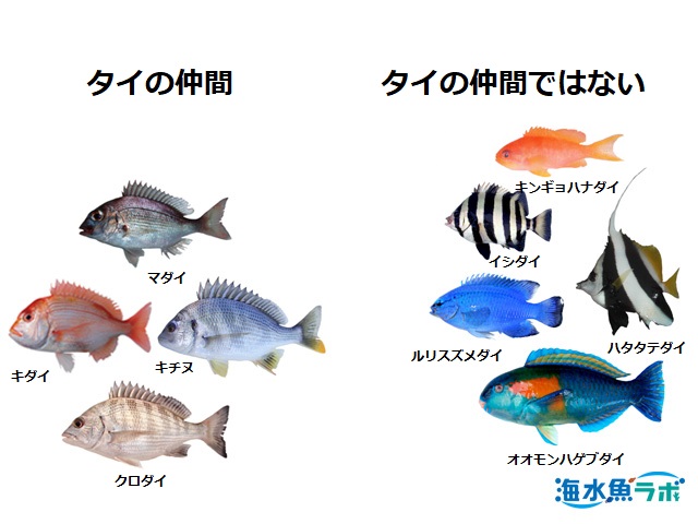 海水魚図鑑 | 海水魚ラボ